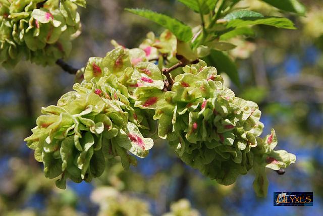 fiori maschio di carpino bianco.JPG